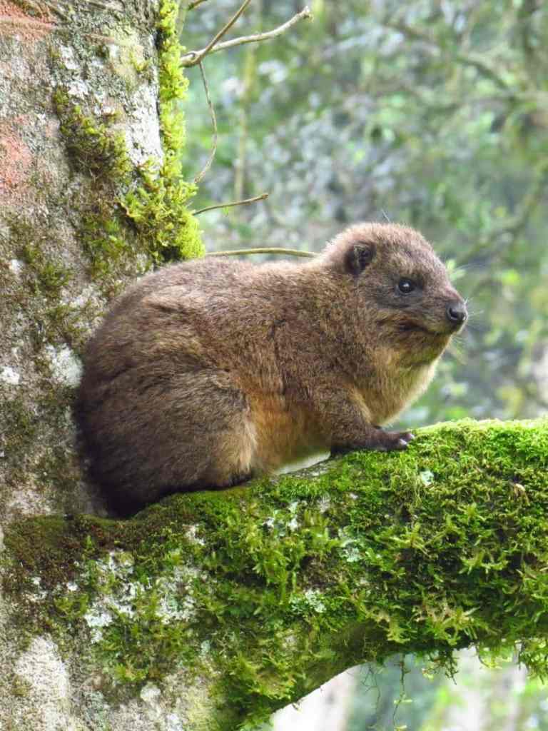 Tree hyrax in rainforest, Kilimanjaro