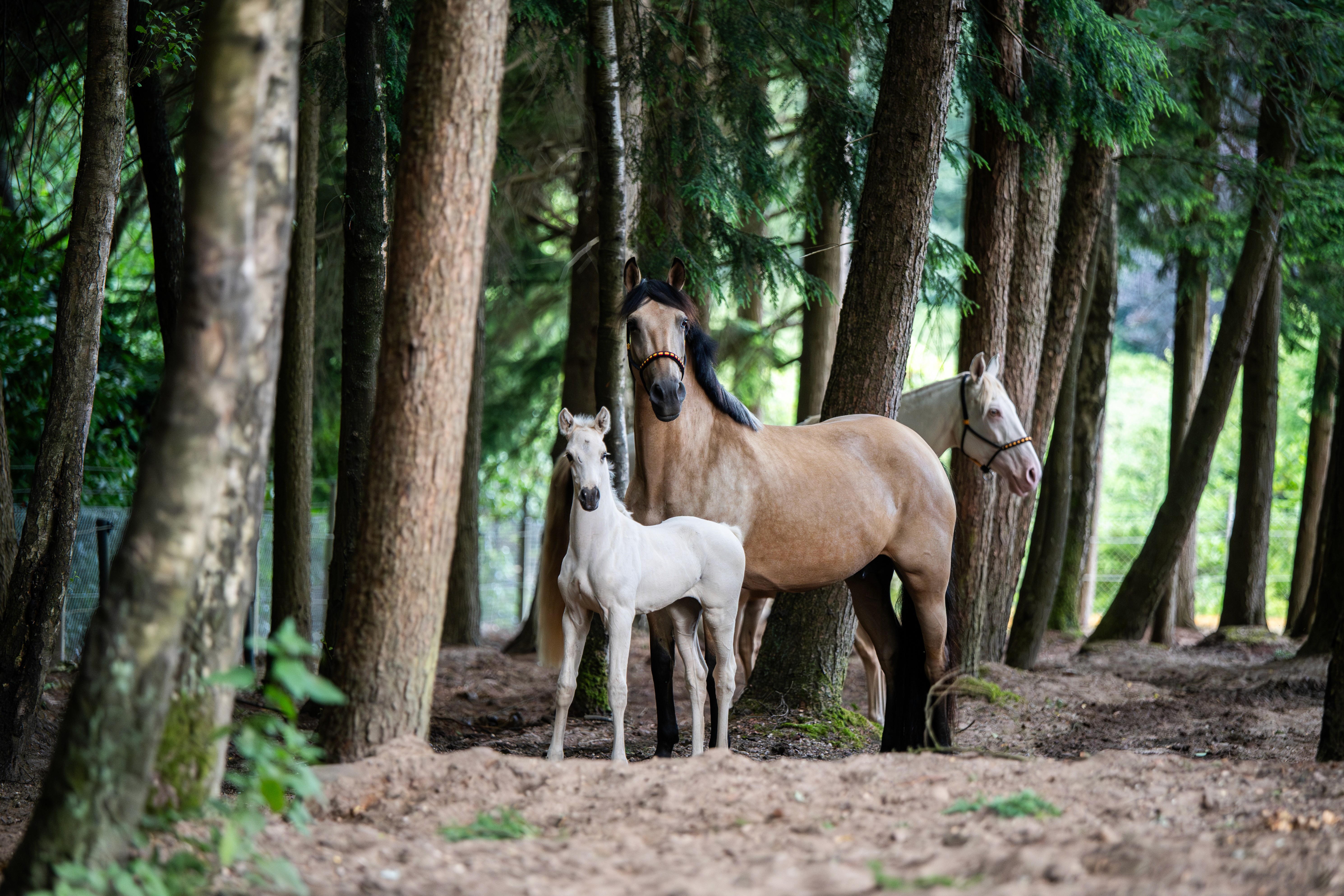DutchDream girl and mom