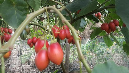 Tamarillo laden with fruit