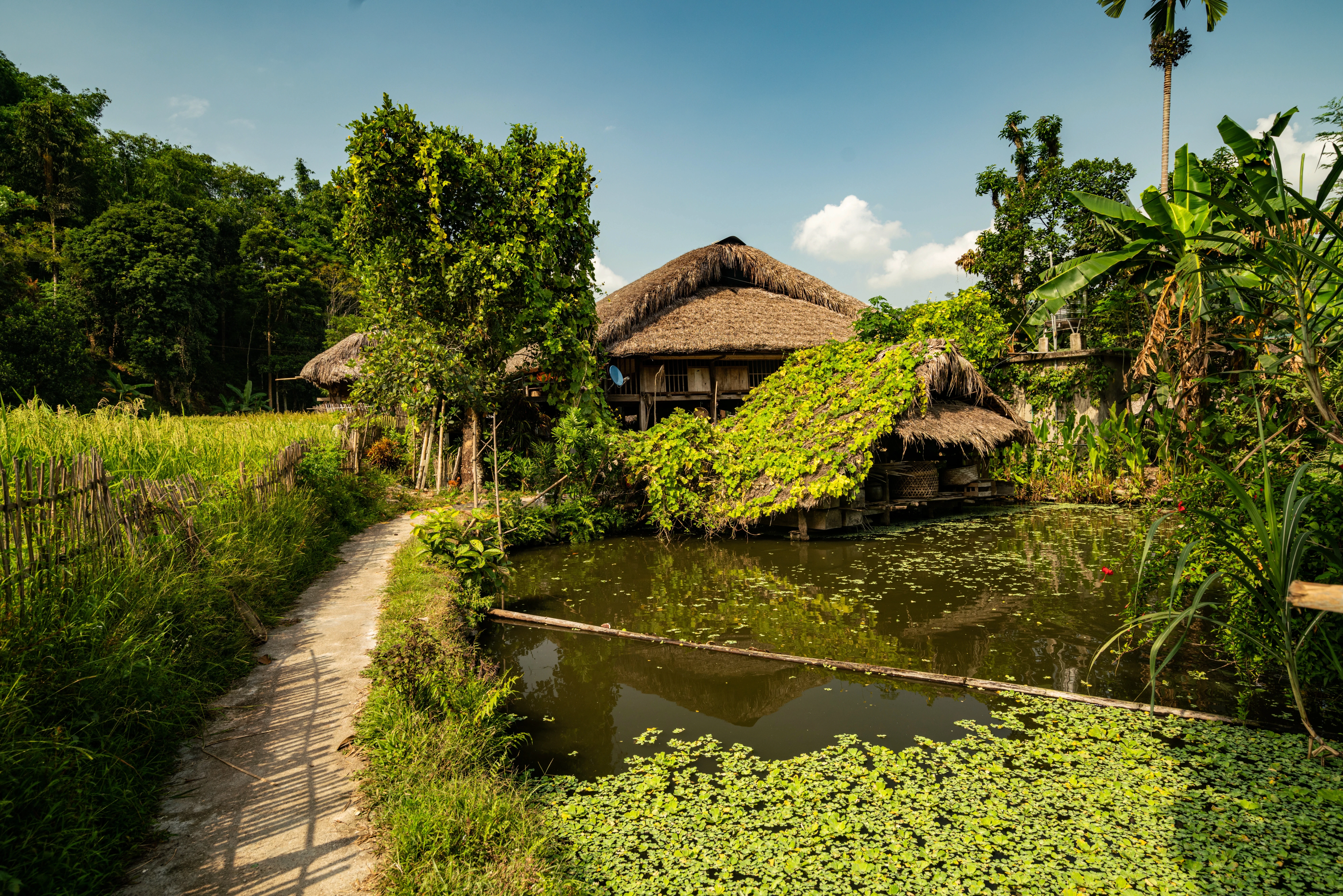 wooden-cabin-near-dirty-lake-tree-forest