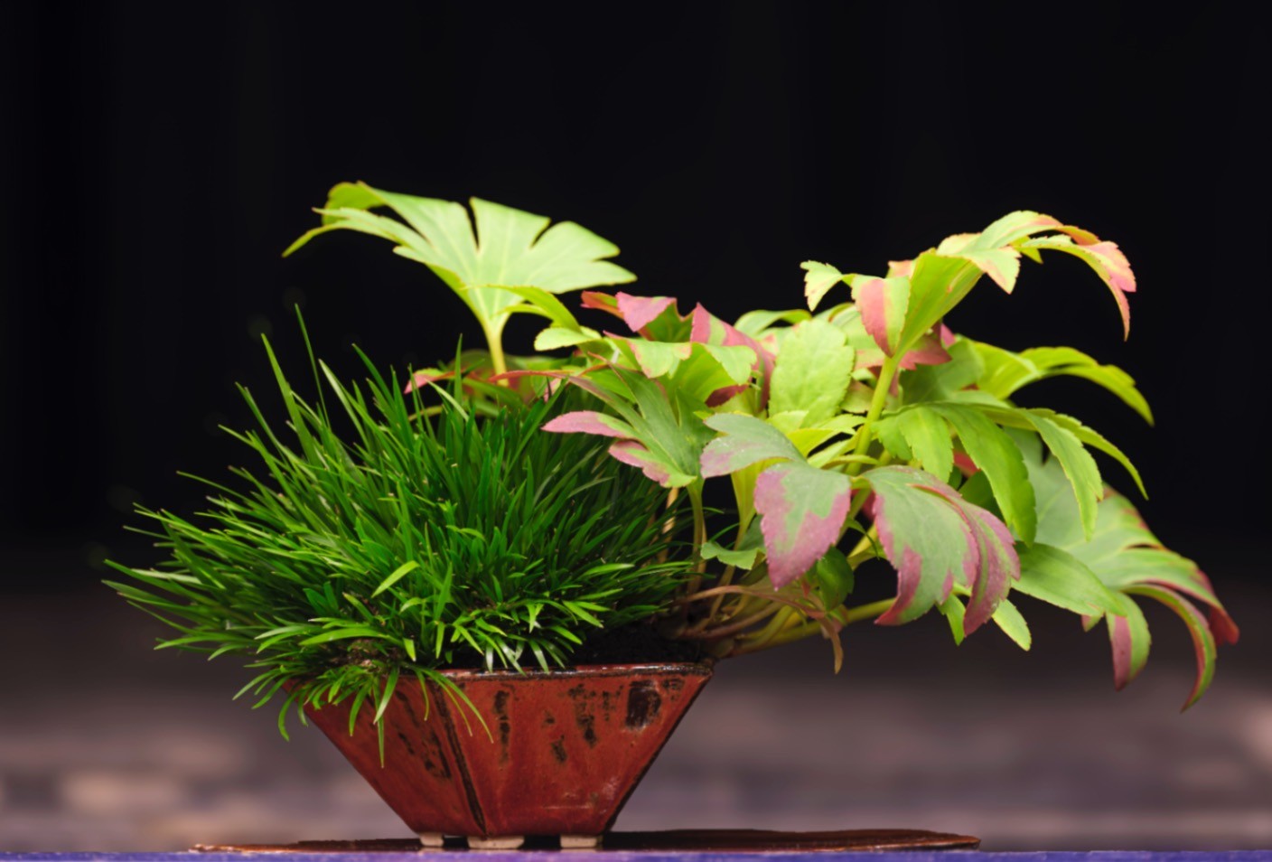 bonsai boom tentoon gesteld