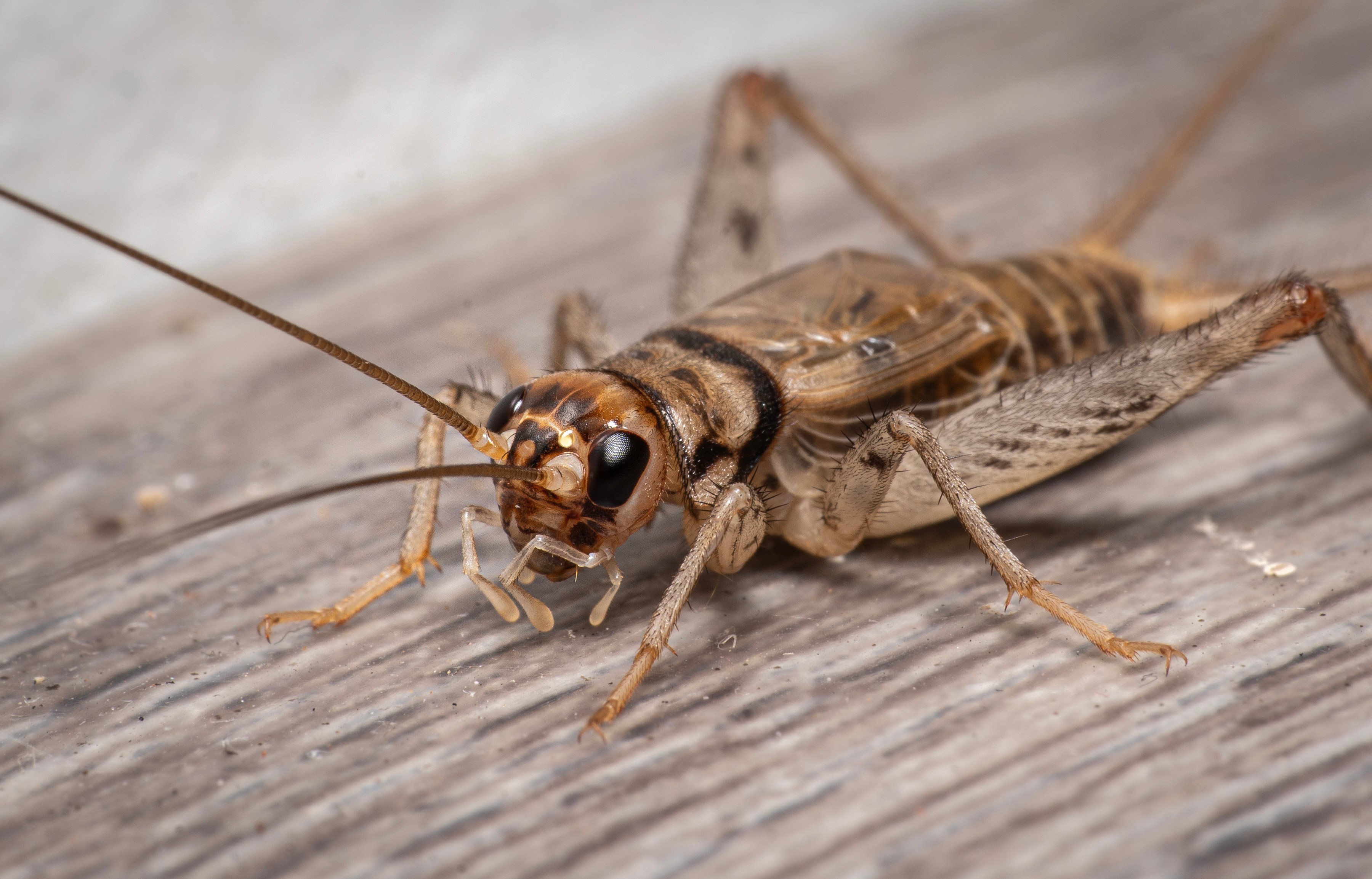 close up of a cricket on wood