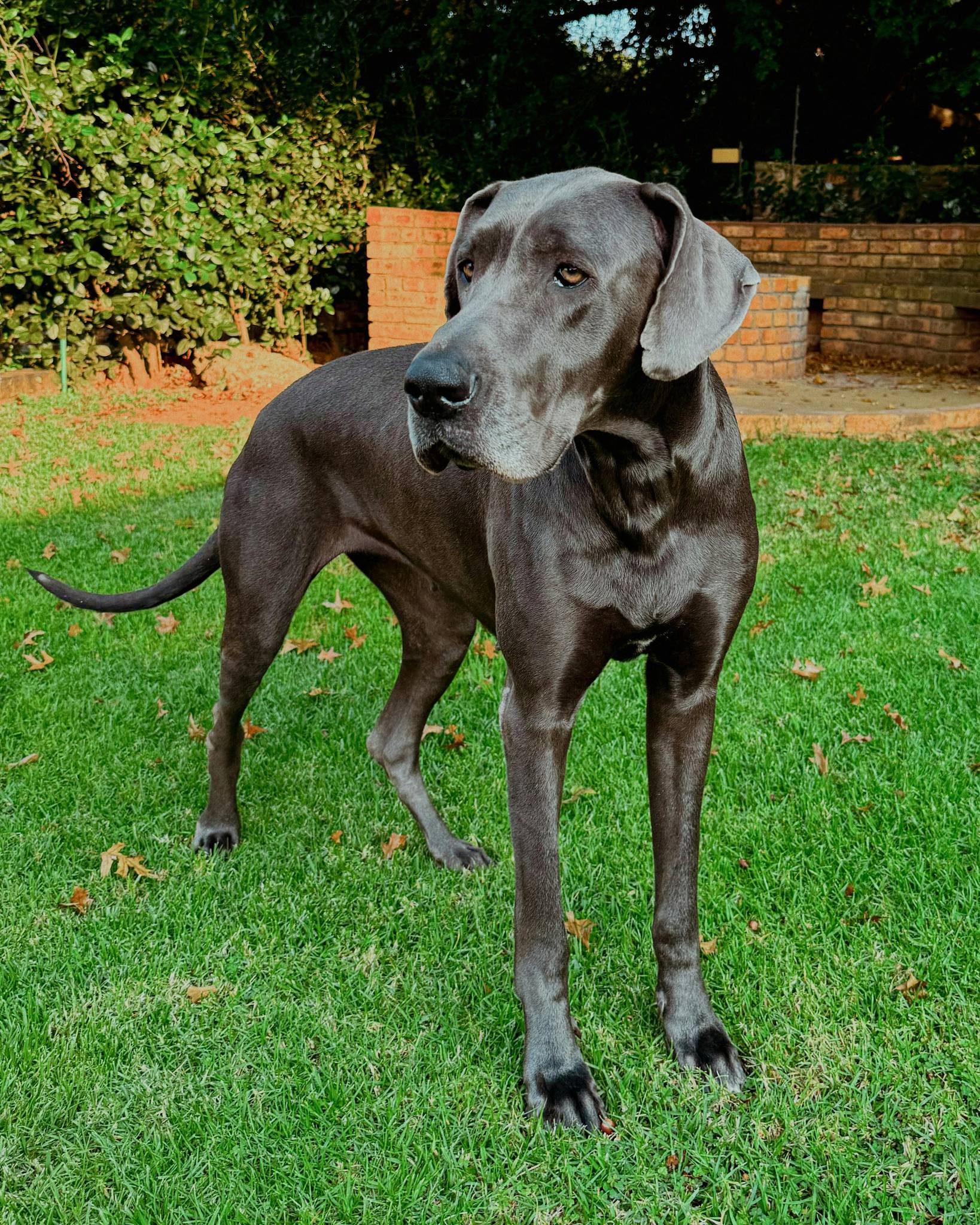 Great Dane Temperament and Lifestyle Fit