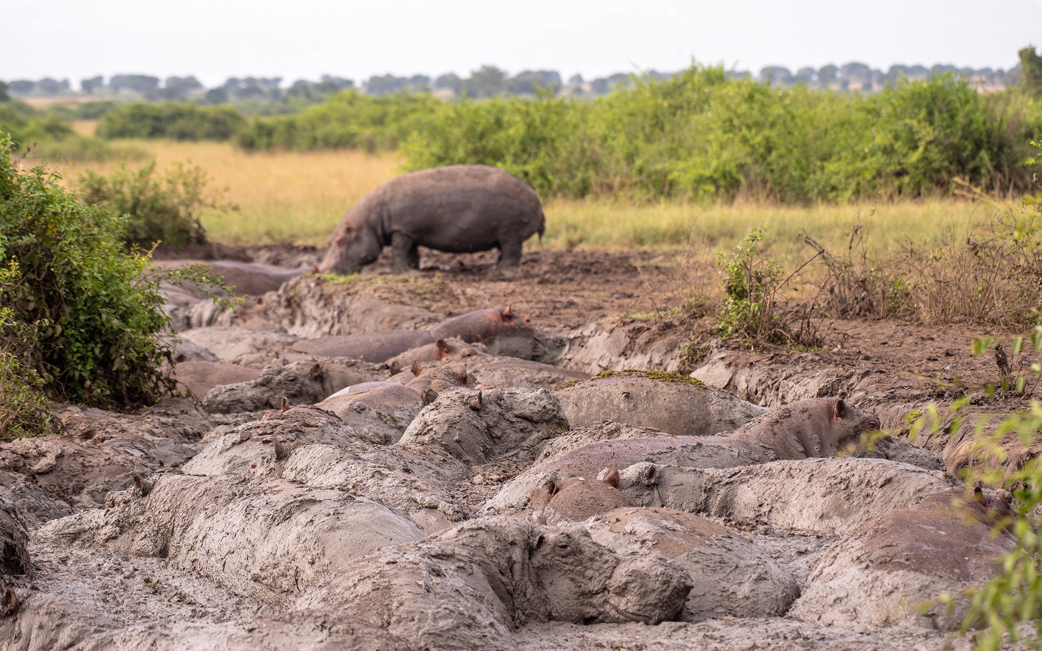 A bloat of hippos resting in mud to cool off their bodies