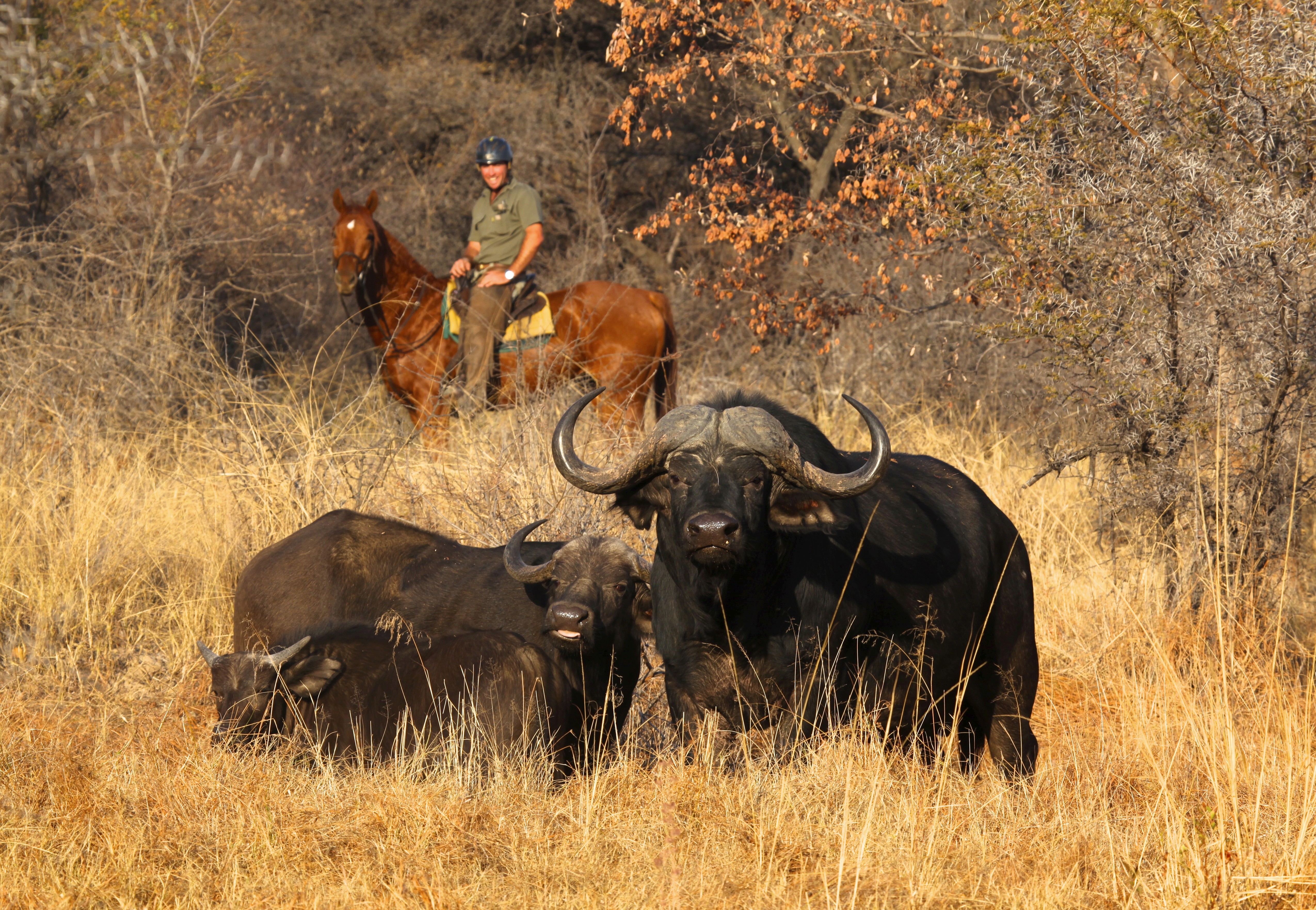 Grupp av ryttare på ridresa i Afrika galopperar över Serengetis vidsträckta slätter medan damm och gnuhjordar rör sig över horisonten under the great migration.