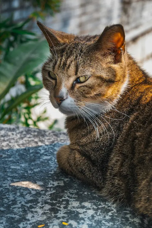 Katt i lugn miljö, en del av sortimentet för katt hos Tassa och Trava – Bättre begagnat.