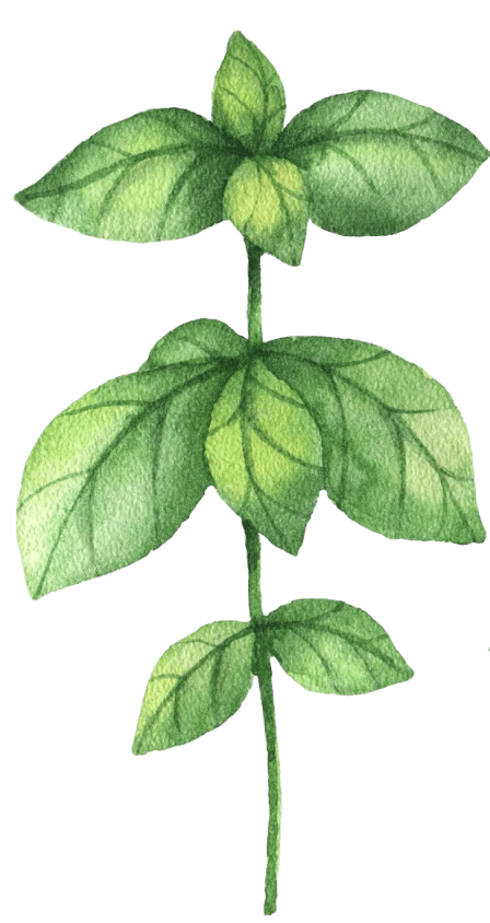 A botanical illustration of a green herb with deep purple seeds, symbolizing the natural and Ayurvedic essence of Au Revoir Wellness Resort, which promotes holistic healing and well-being through nature-inspired therapies.