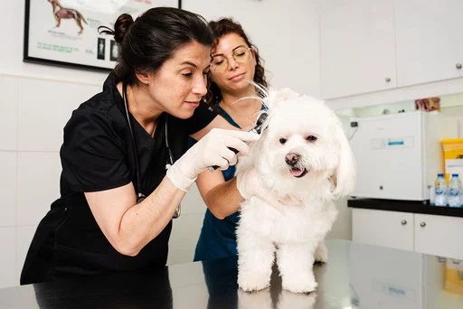 A veterinarian performs a physical health check on one of our patients at Noble Vet Clinics.