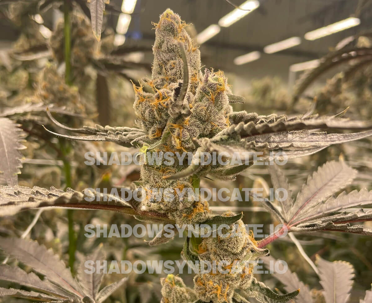 Shadow Syndicate by Cult Classics Seeds