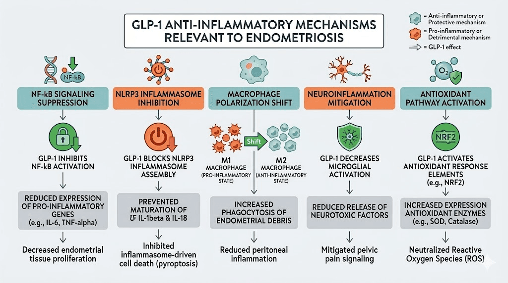 Five anti-inflammatory mechanisms of GLP-1 agonists relevant to endometriosis treatment