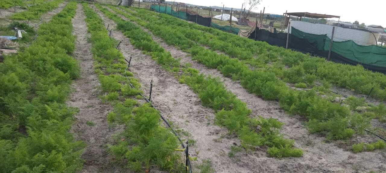 Angelo Marman from Abitz farming