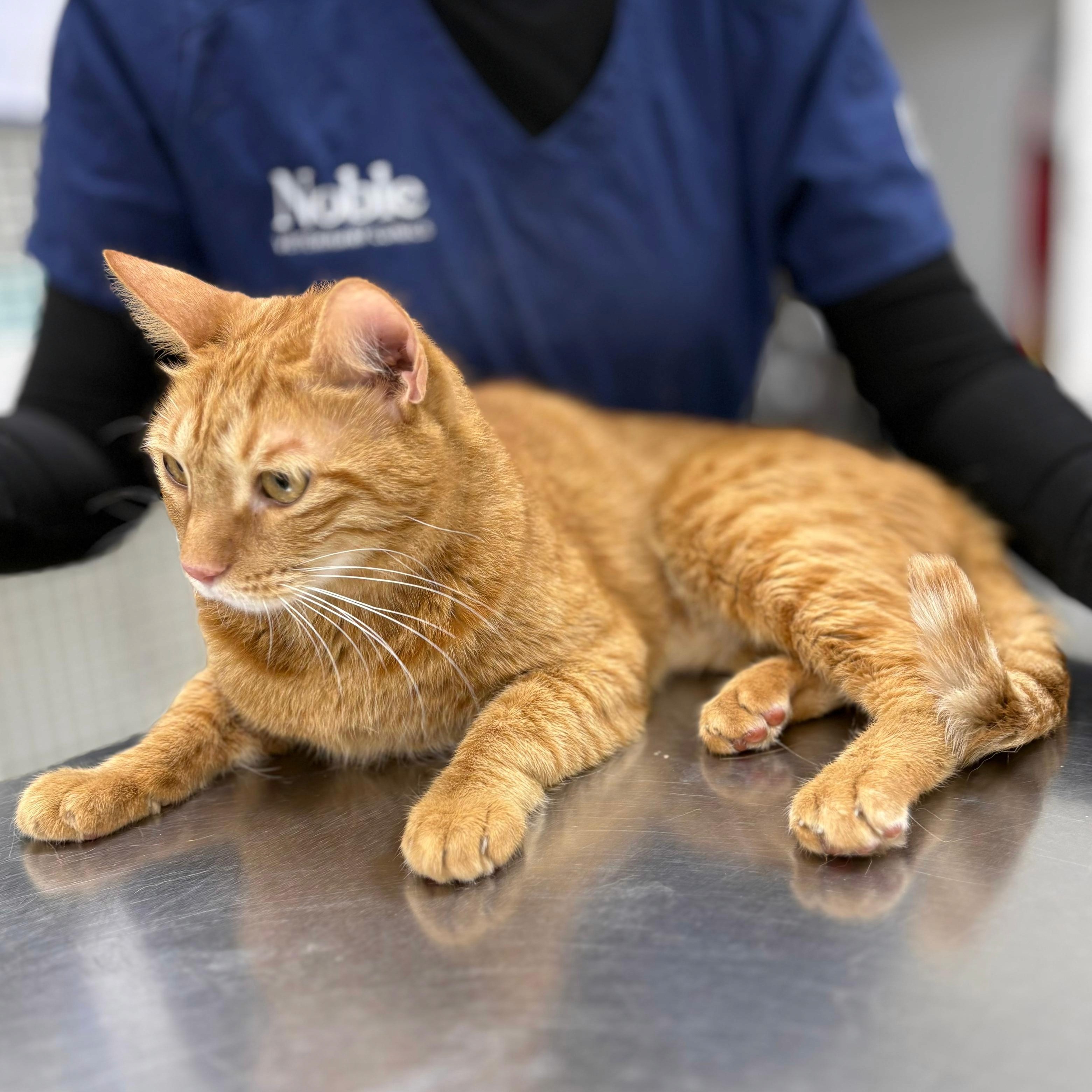 An orange cat is resting on a metal table in front of a veterinarian inside the vet clinic.