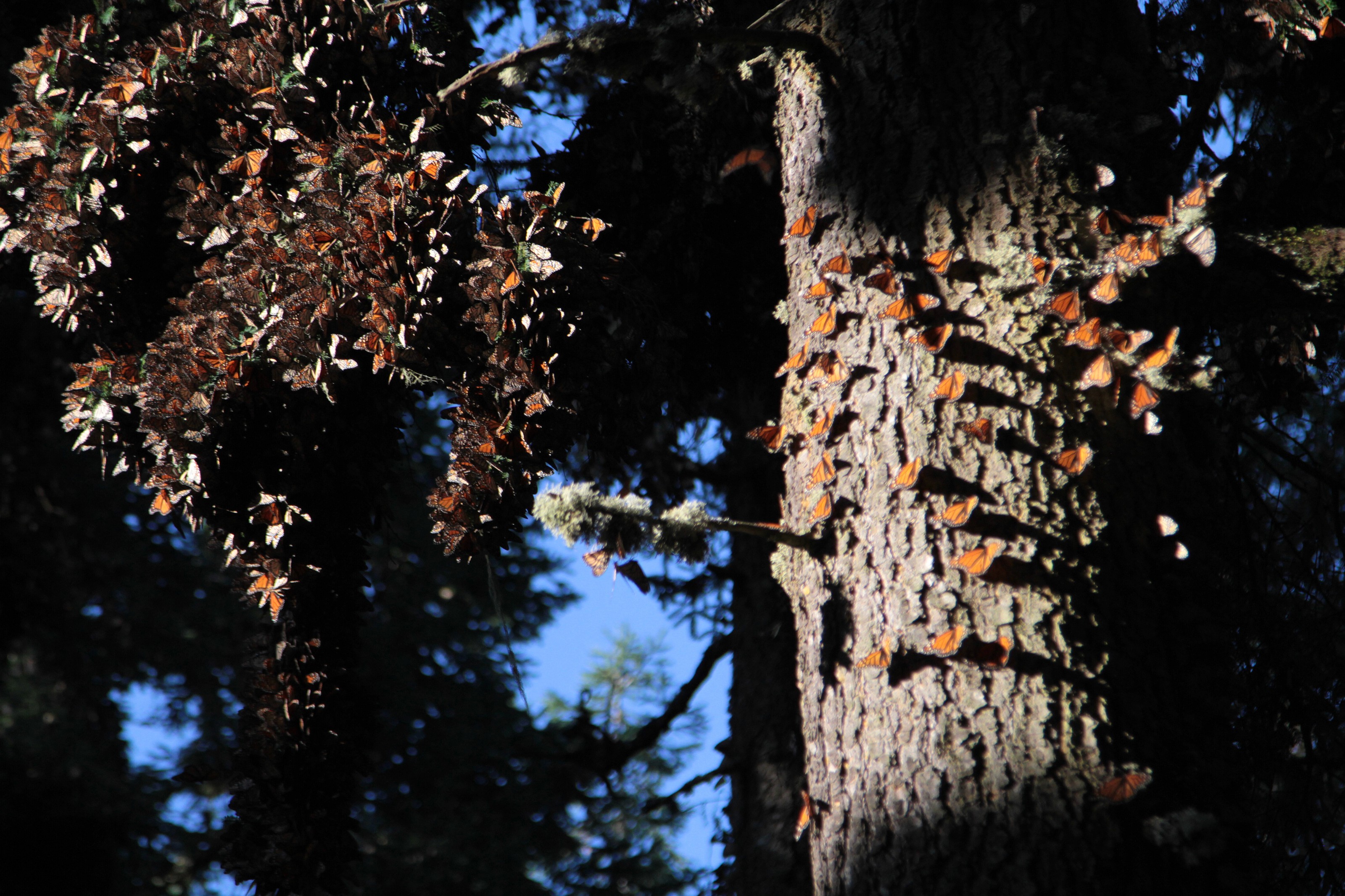 Mariposas Monarca