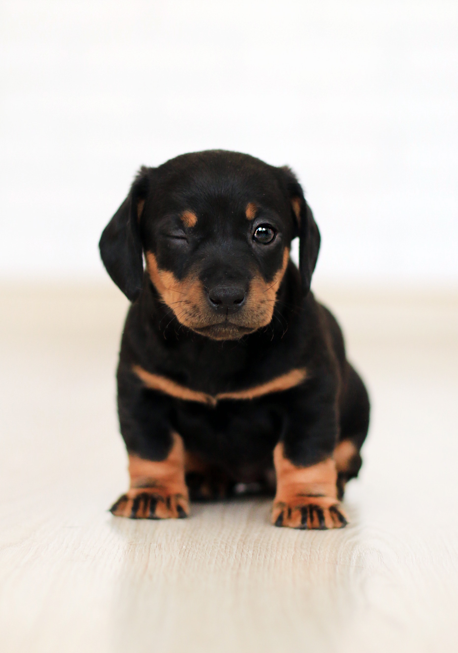 Dachshund Puppy Fetch Covers IVDD