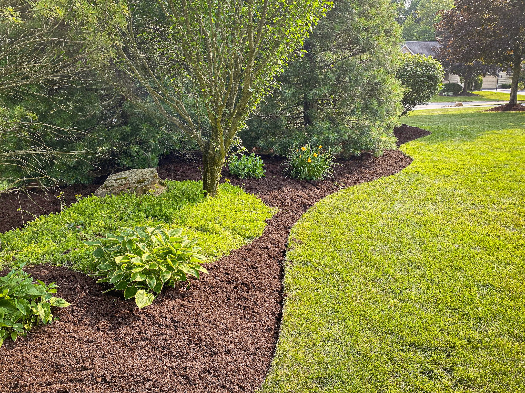 Freshly poured mulch outlined by cleanly edged grass