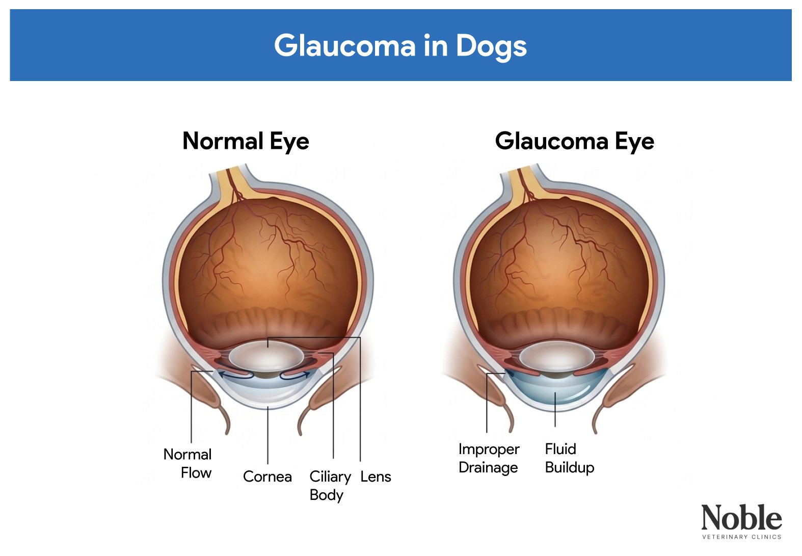 An infographic showing the difference between a normal eye and an eye with glaucoma in dogs.