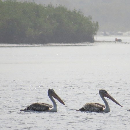 Pelican Island Gambia