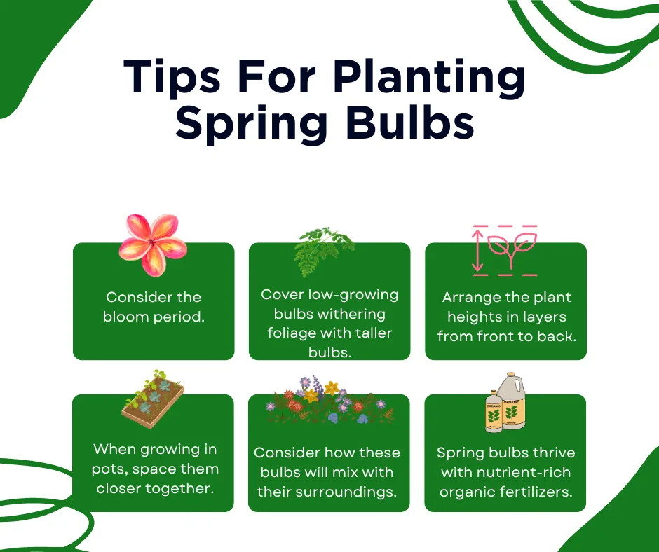An infographic on the tips for planting spring bulbs