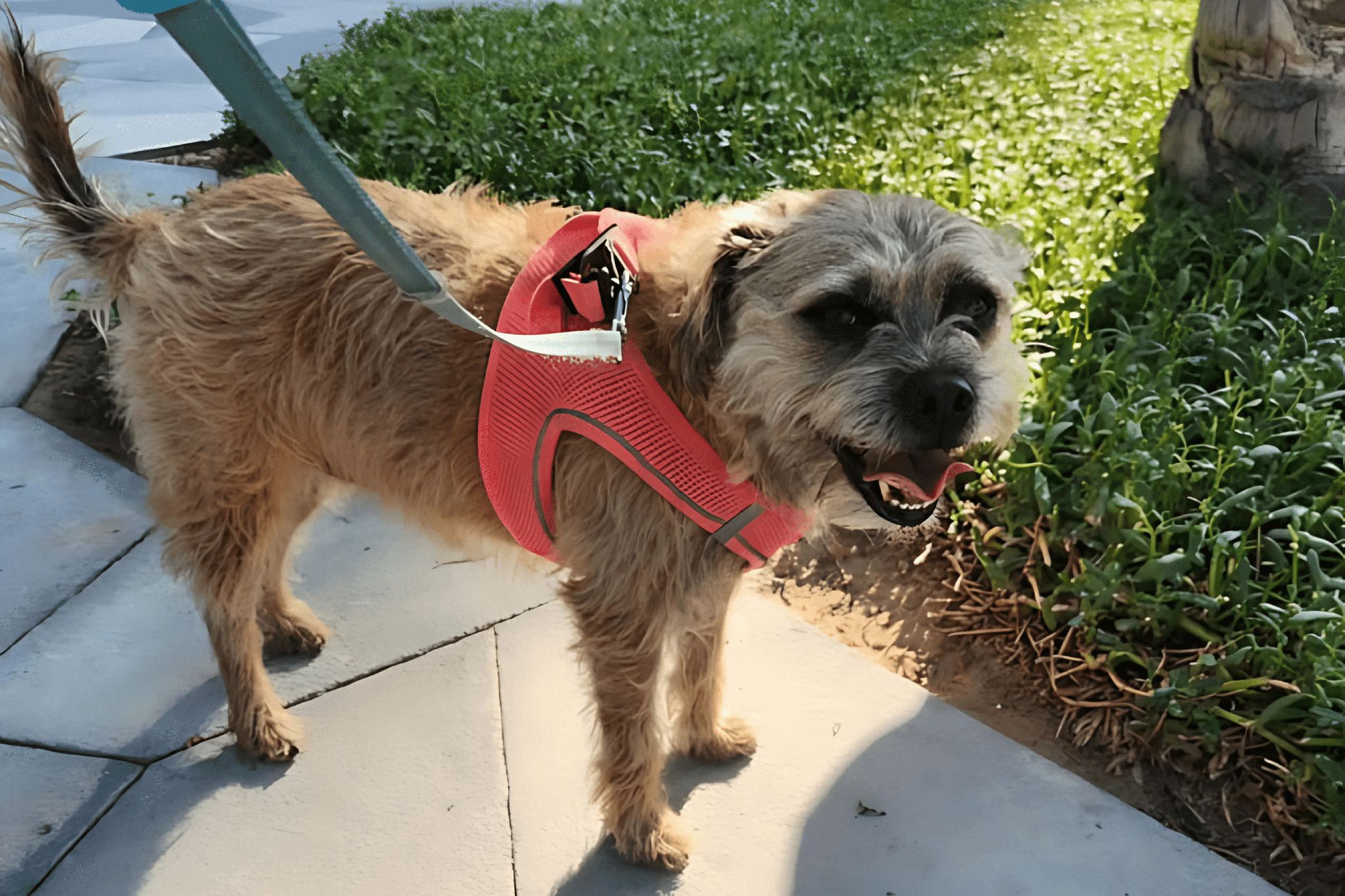 A dog with curly hair is wearing a harness with a leash attached to it.
