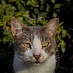 Basil