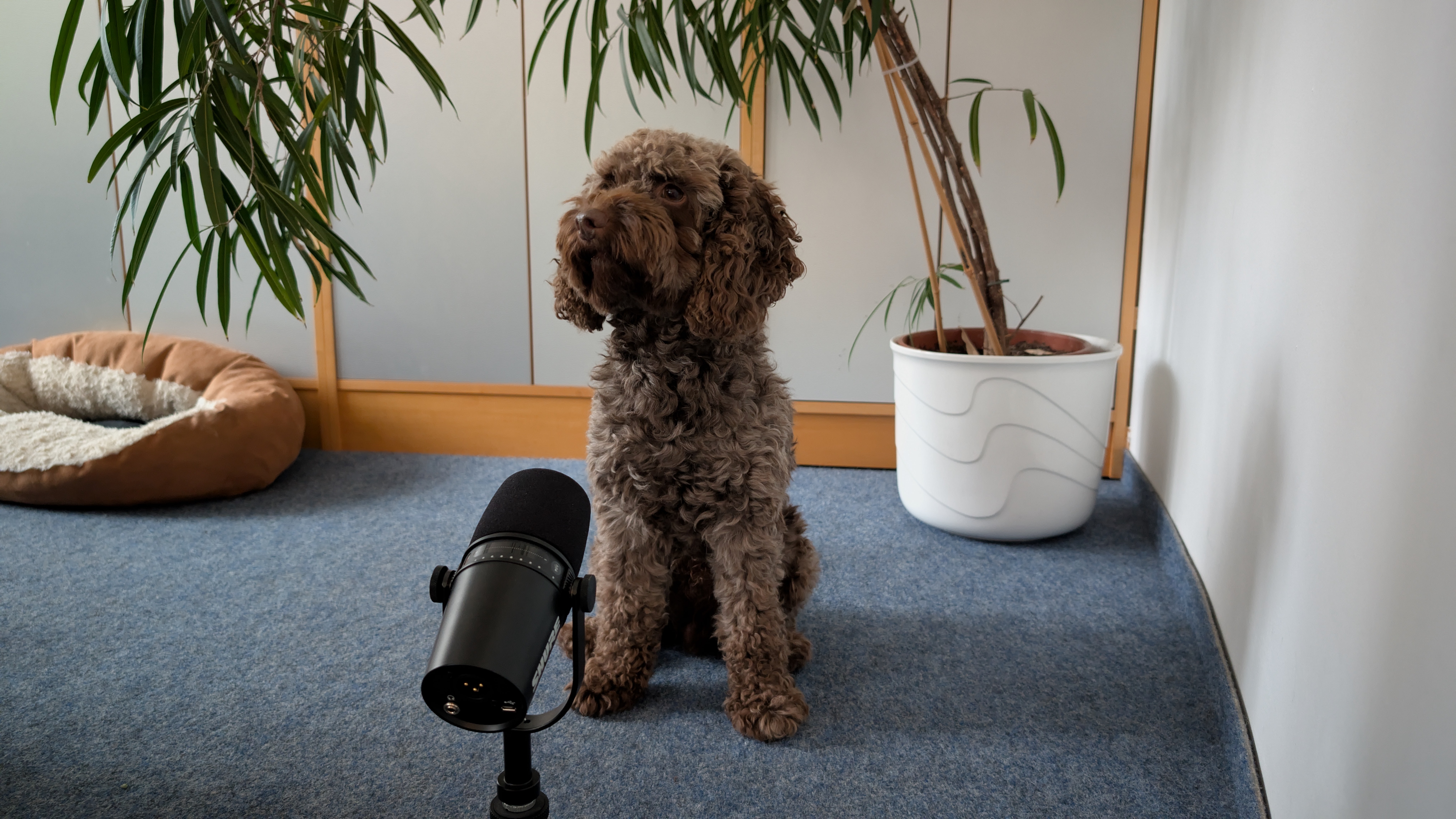 Ein Hund mit braunem, gelocktem Fell sitzt vor dem Mikrofon - internetwarriors