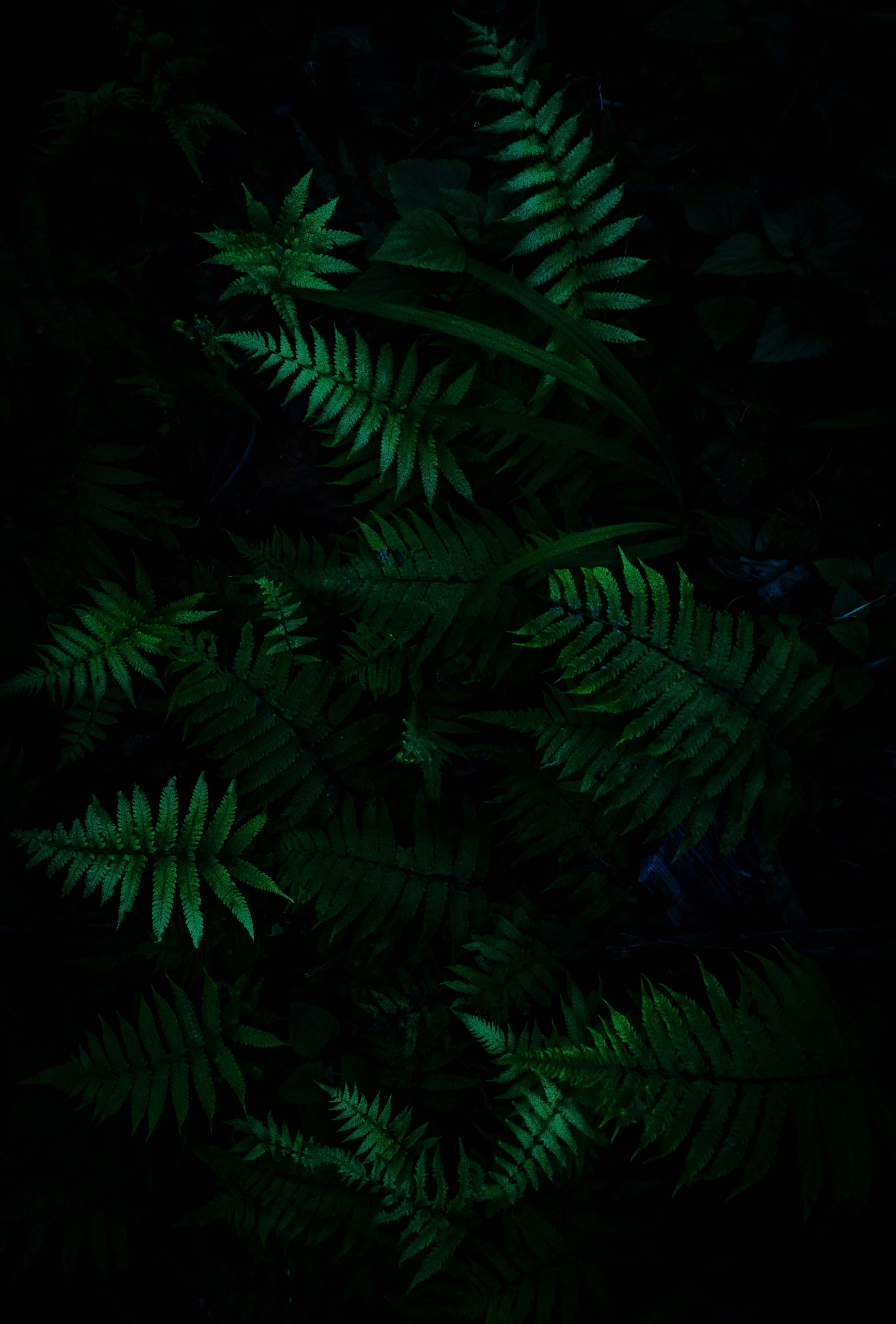 green plants
