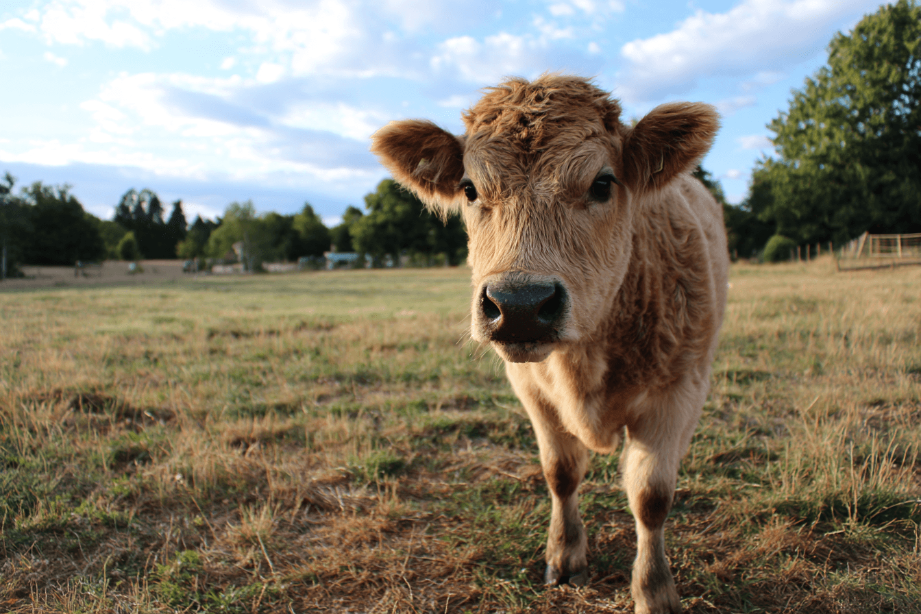 Nutrition animale bovin