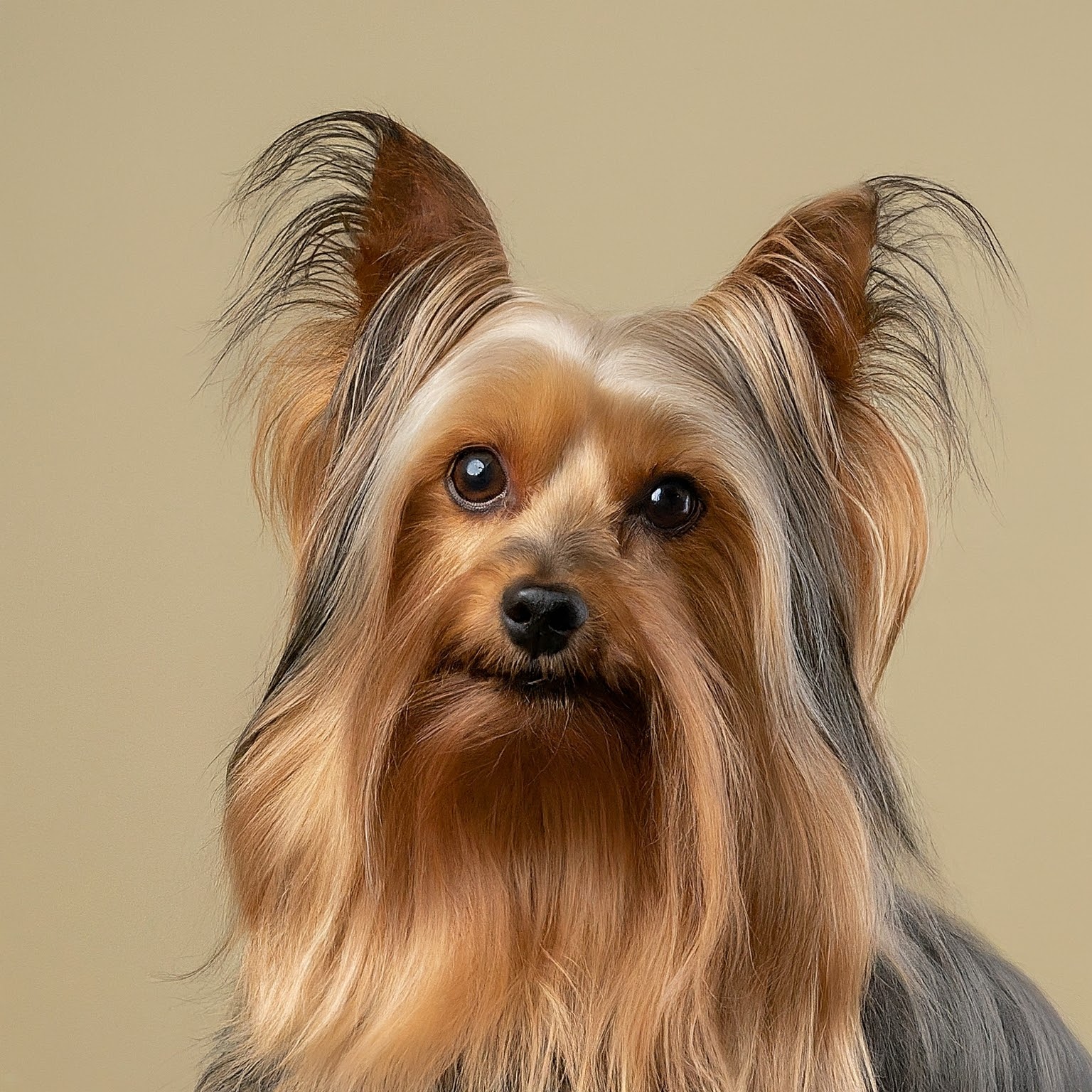 BUDDYUNO, Yorkshire Terrier