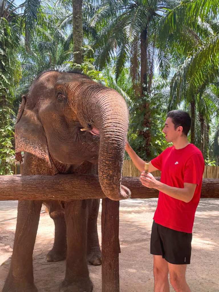 Feeding elephants, Thailand