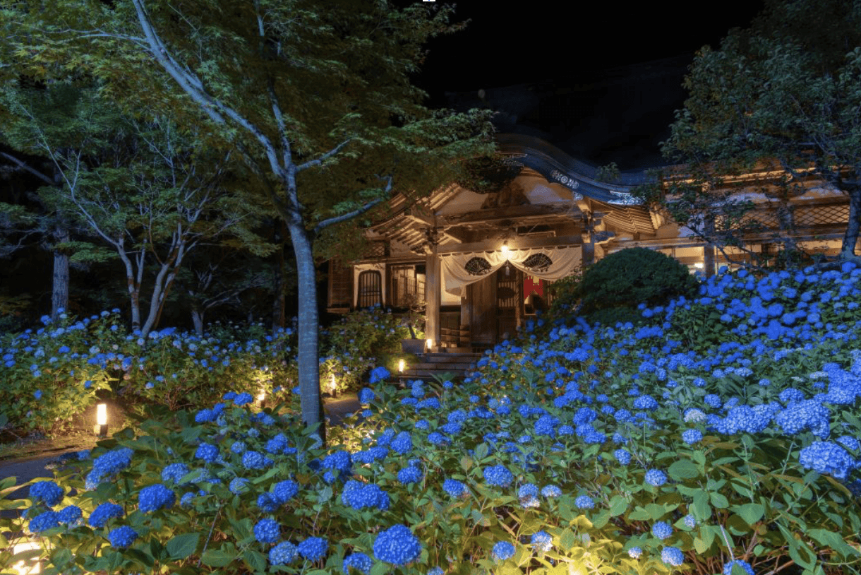 Deep blue hydrangeas in Unshoji Temple