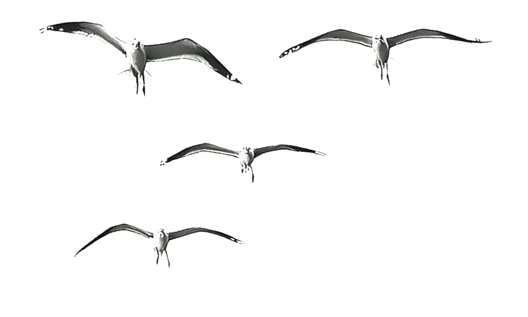 vol de mouettes