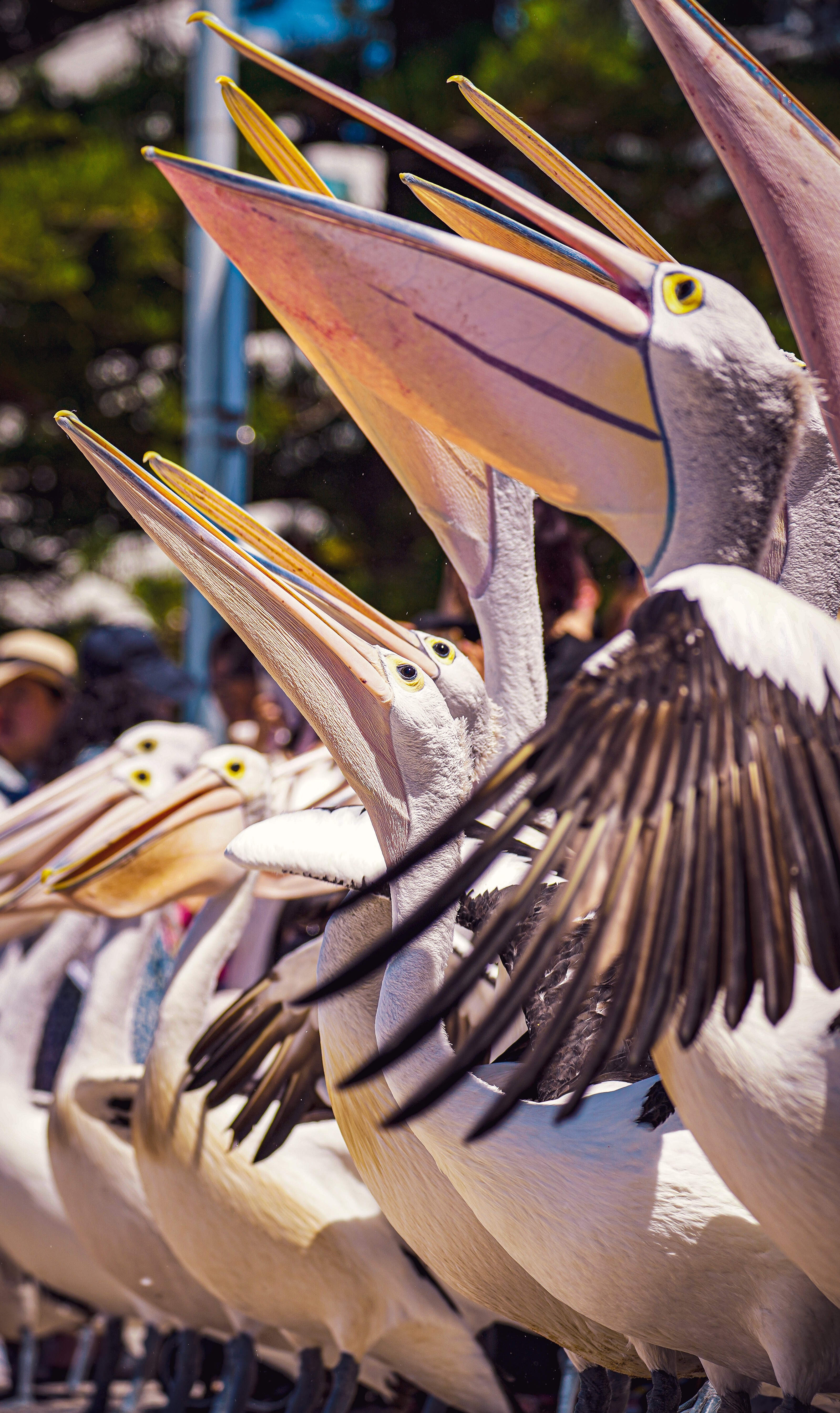 A vertical photograph of pelicans during feeding