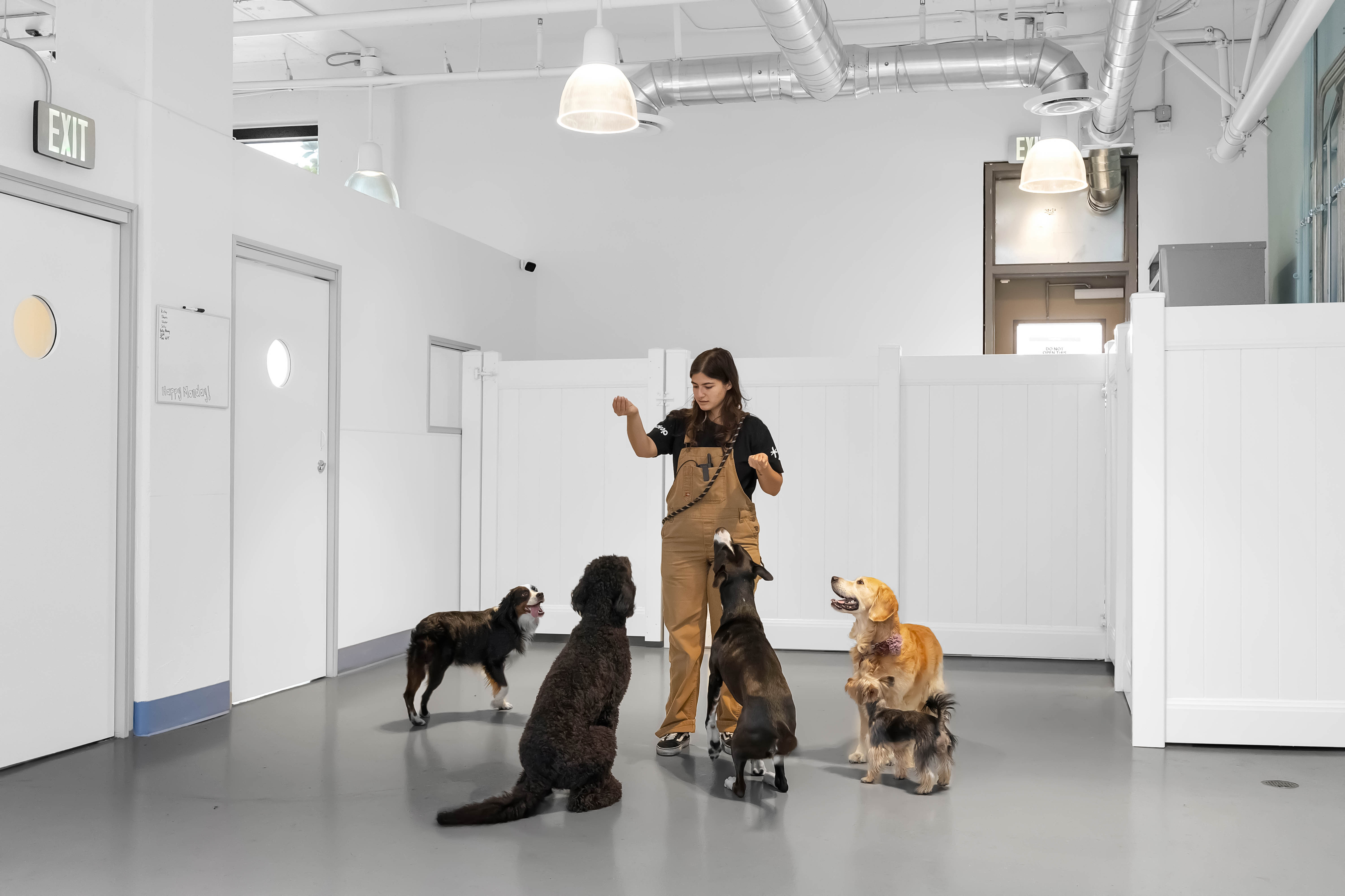 Dog daycare attendant giving cues to multiple dogs