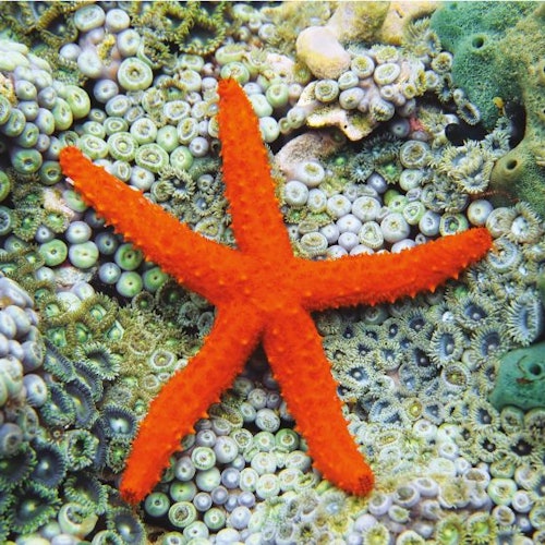 Stella marina arancione brillante su una colorata barriera corallina con varie sfumature di verde e blu.