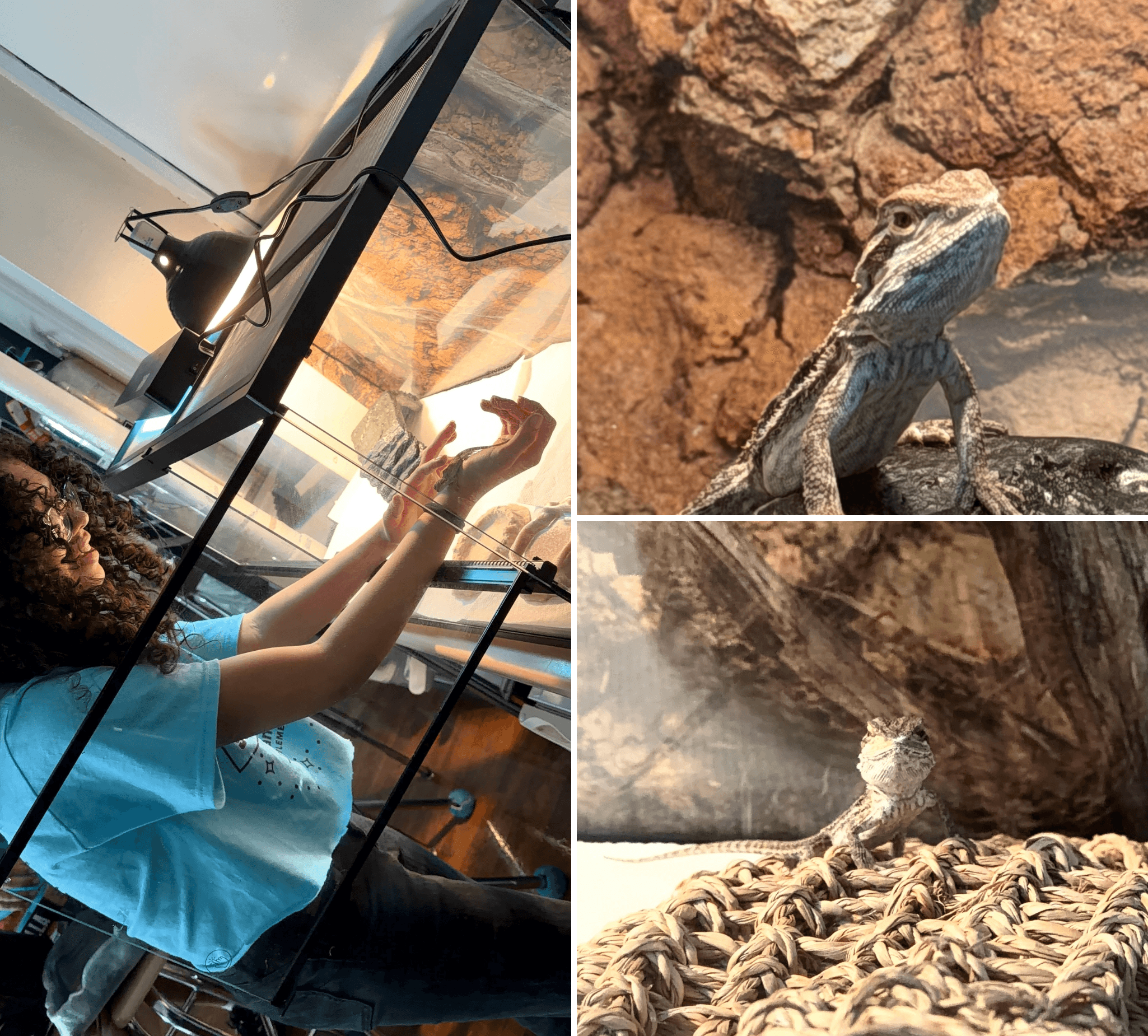 Collage of a camper taking care of a bearded dragon and snapshots of the lizard from different angles.