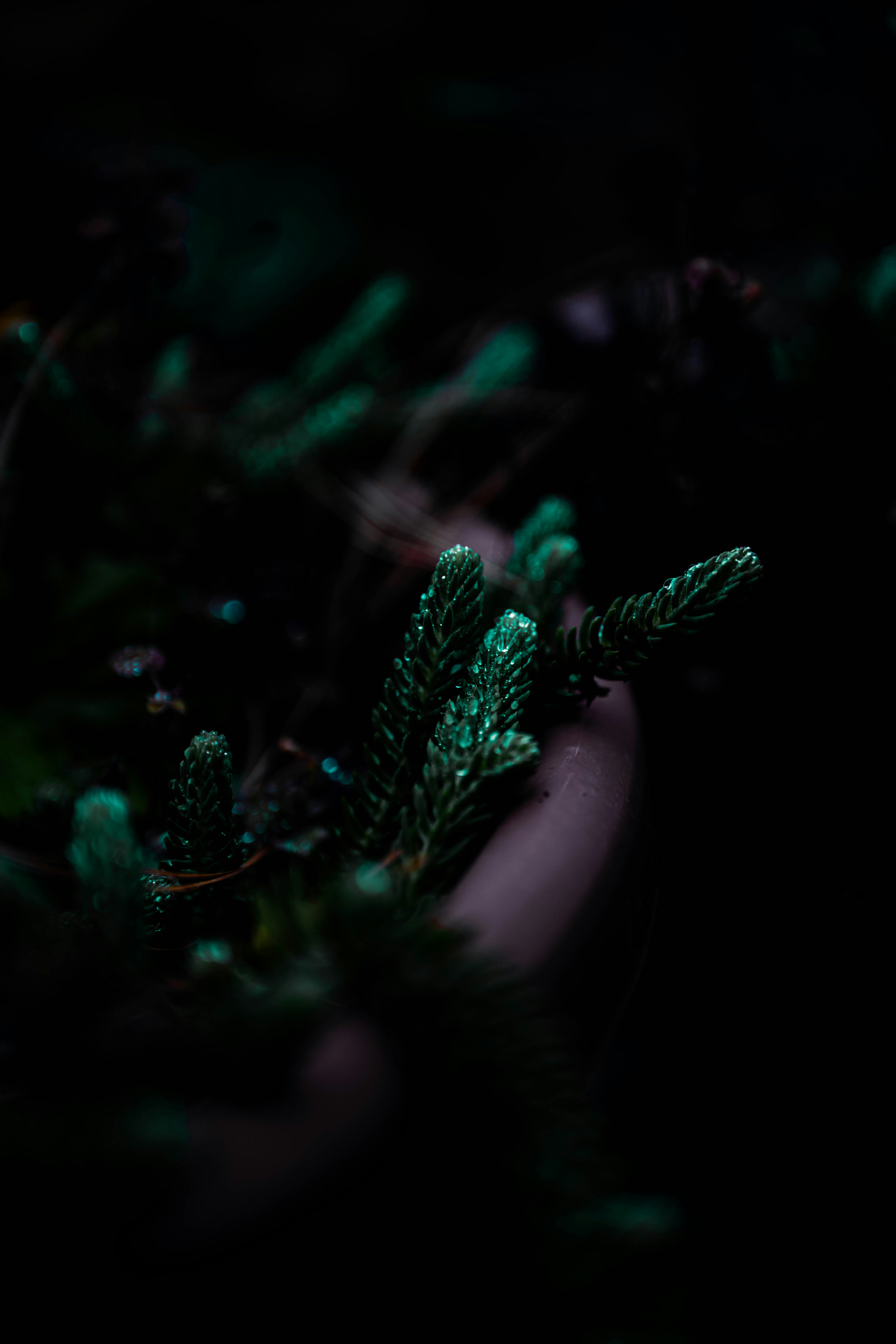 Close-up of wet evergreen branches in darkness.