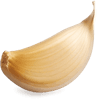 Vector