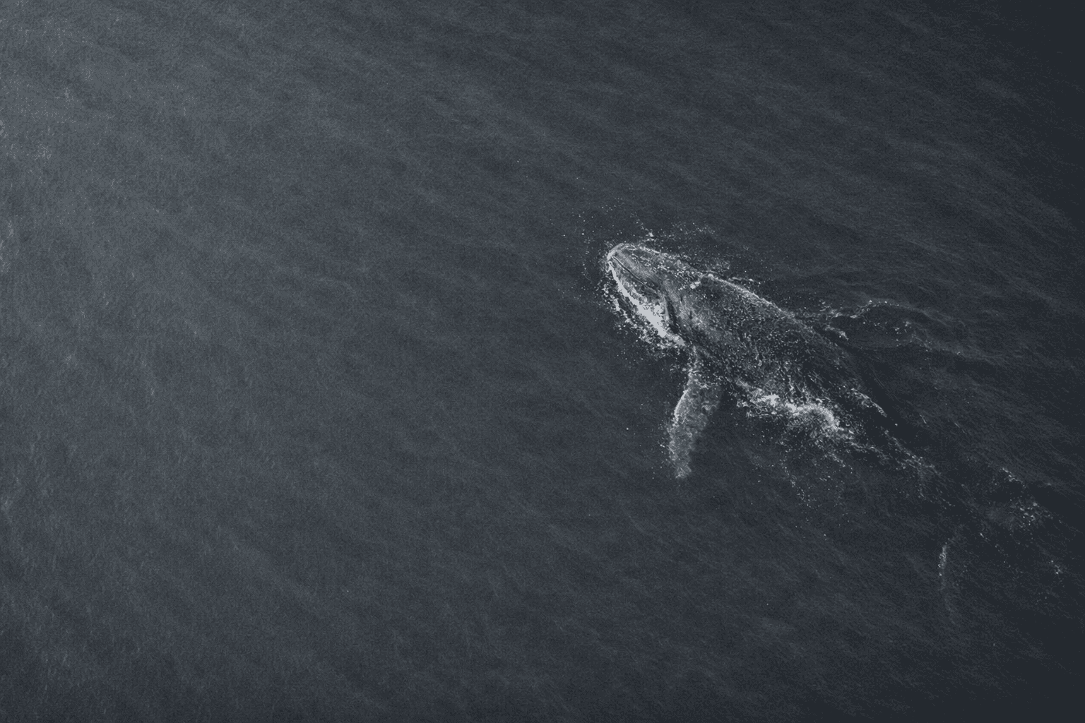 Fondo ballena para invitar a turistas de puerto madryn que entrenen en Estilo Gym