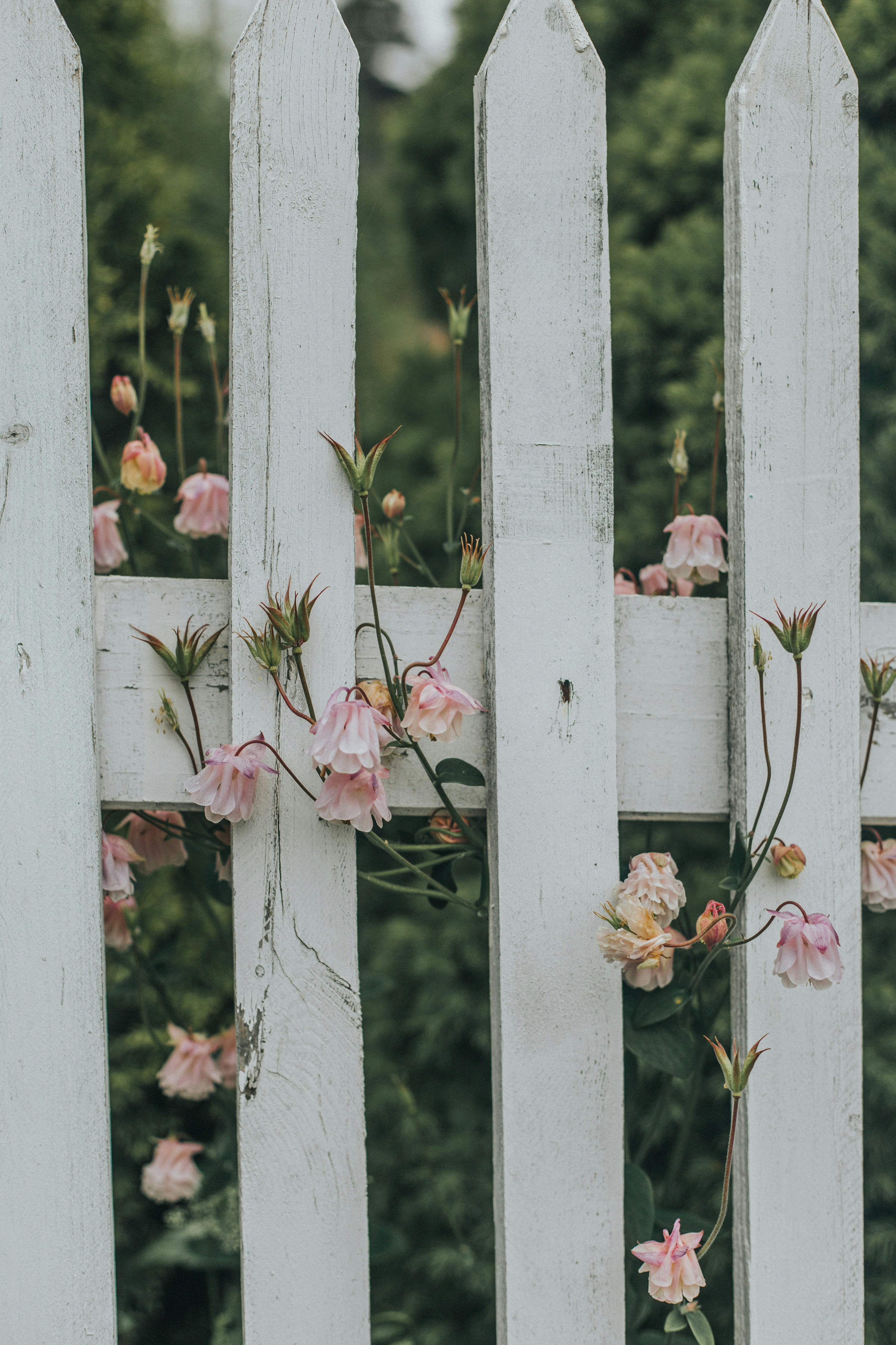 The Essential Guide to Redmond Fences: Find Your Perfect Match!