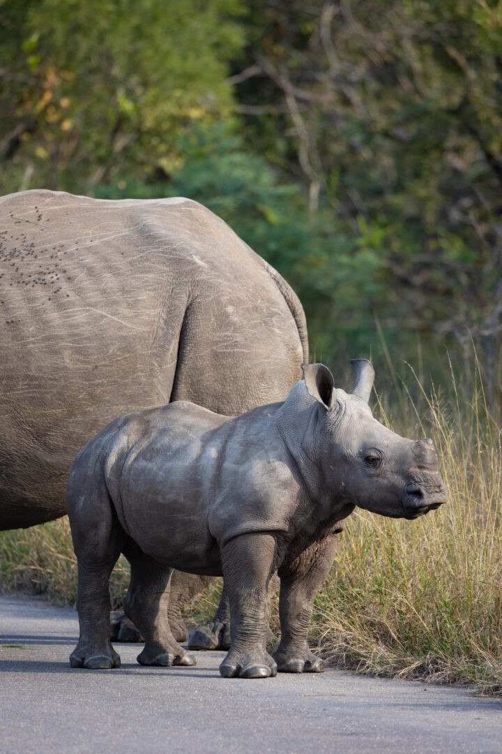 Kambaku River Lodge May 2023 Trip Report