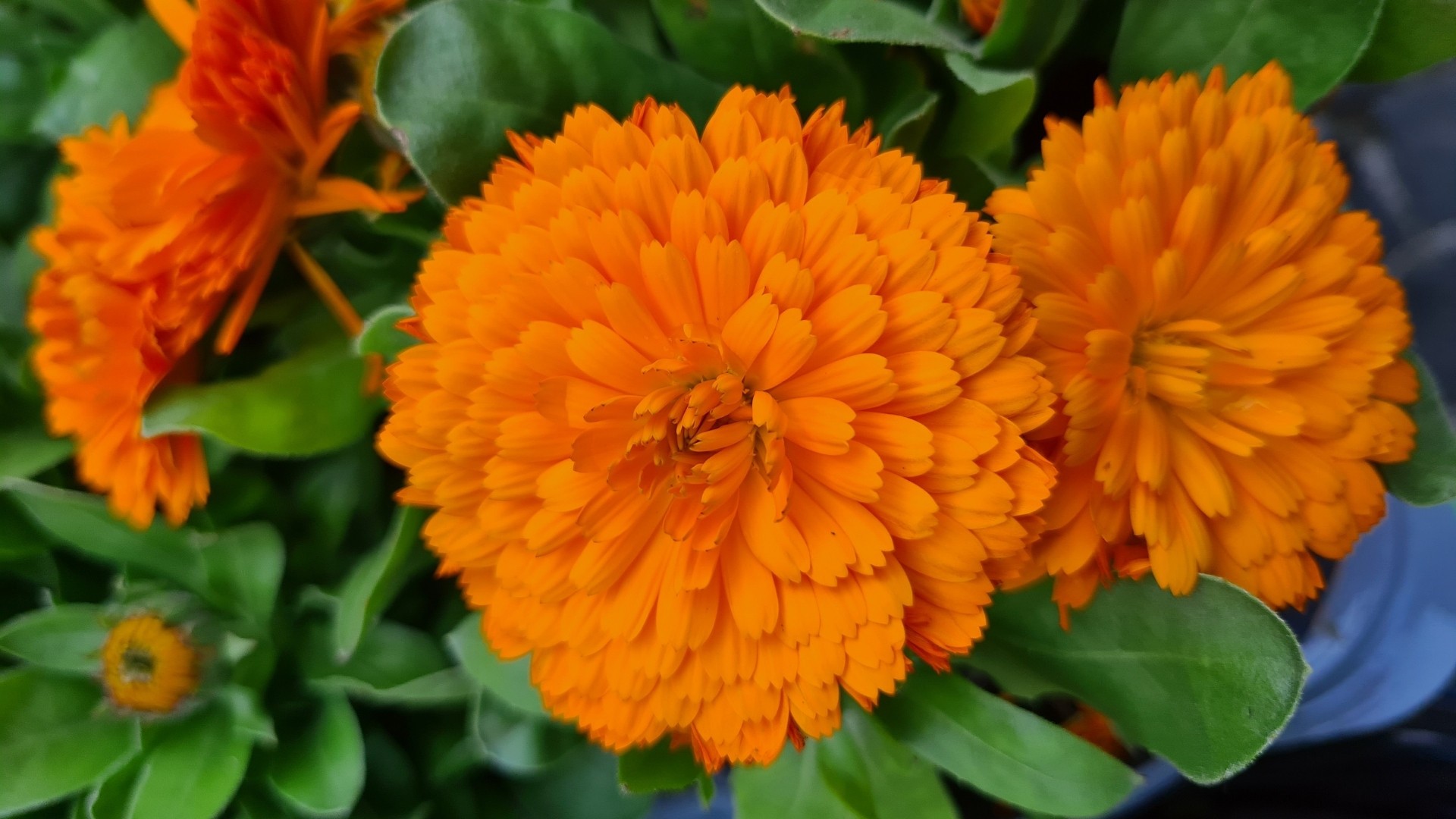 Calendula (Calendula officinalis)