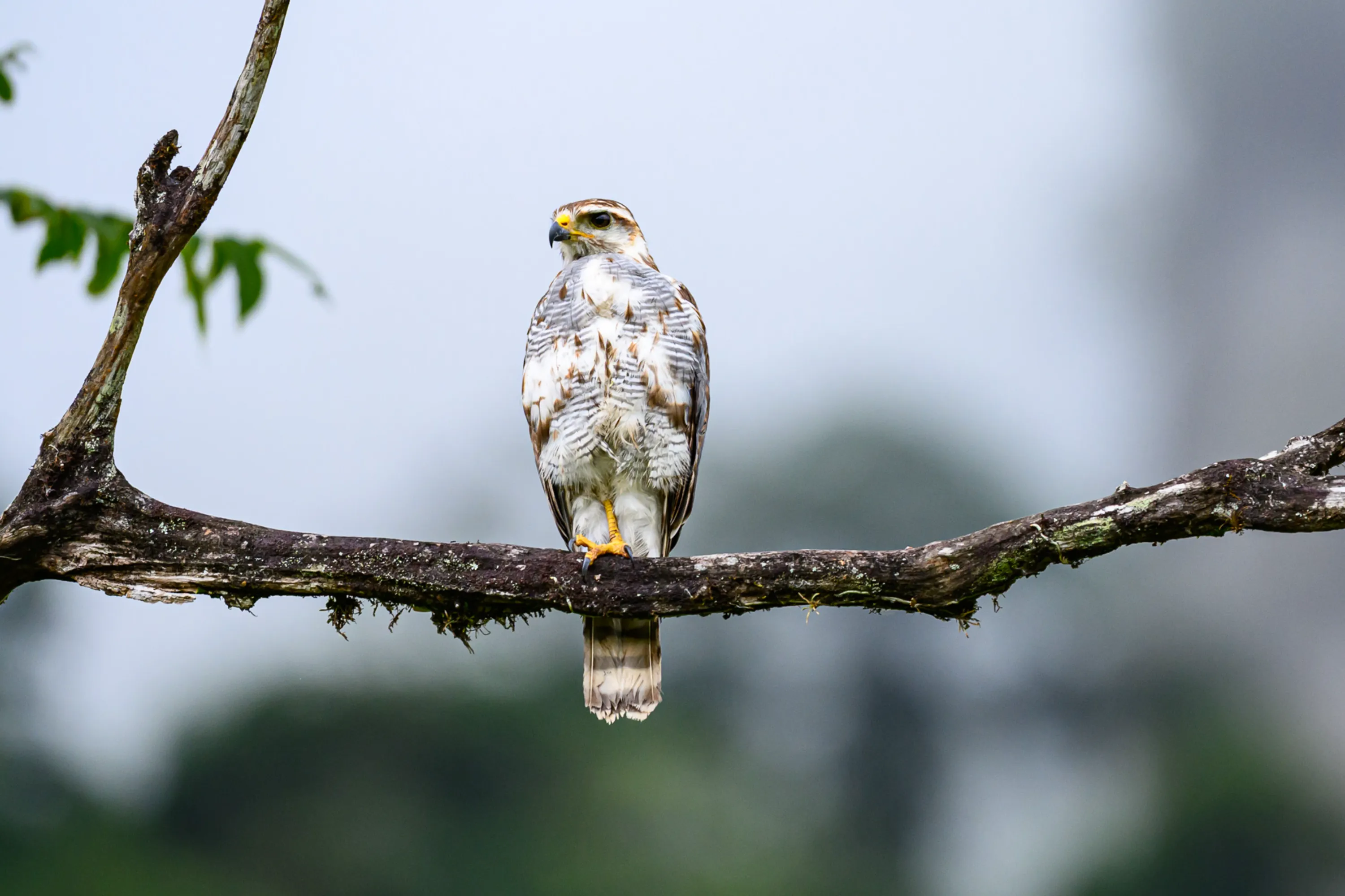 Wilderness & Wildlife 06