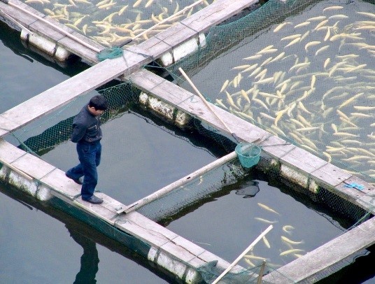 aquaculture