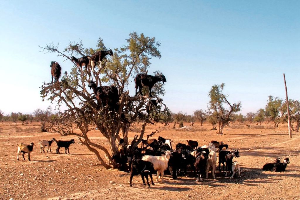 goats in an argan oil tree, morocco