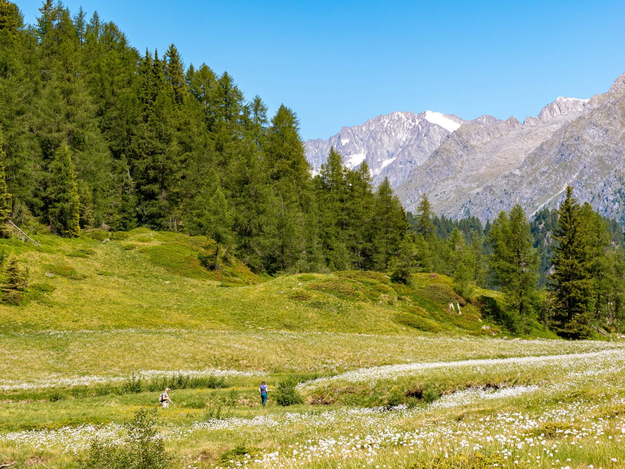 Fly fishing for wild Brook Trout in the crystal-clear glacial waters of San Giuliano Lake, surrounded by the jagged peaks of the Dolomites