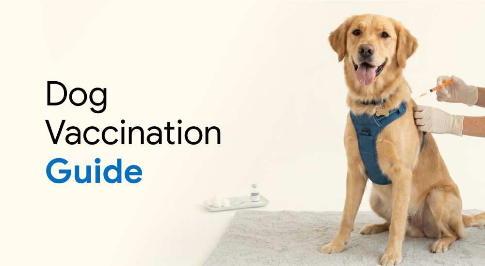A dog is being vaccinated by a veterinarian carefully.
