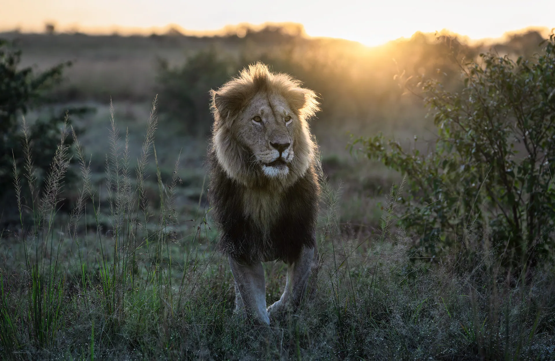 Leon macho en el Masai Mara, Kenia