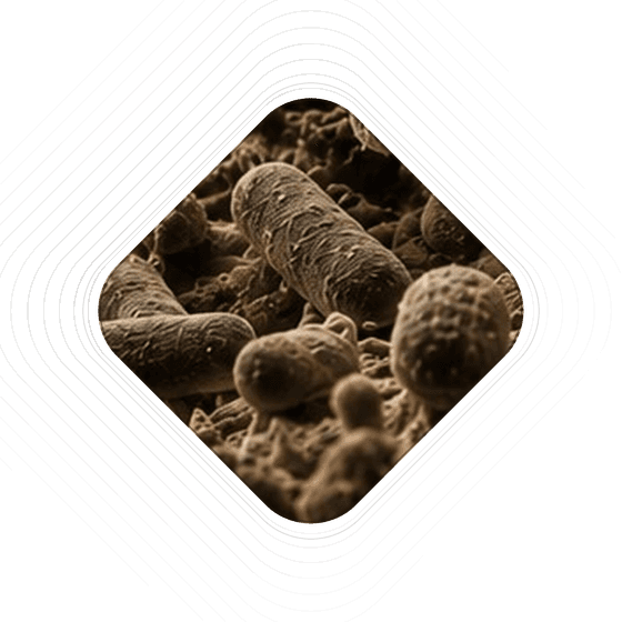 Plate: the protective flora and the urinary tract