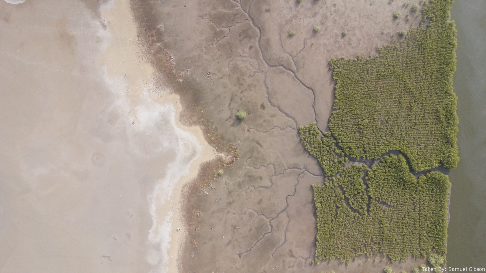 Drone image of the progression of young mangrove establishment from the riverbank to the drier soil conditions. Photo credit Samuel Gibson