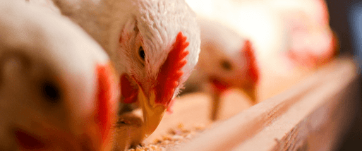 Broilers